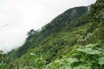 MÔ HÌNH DƯỢC LIỆU DƯỚI TÁN RỪNG - HƯỚNG PHÁT TRIỂN KINH TẾ MỚI VÀ BỀN VỮNG CHO NGƯỜI DÂN VEN RỪNG