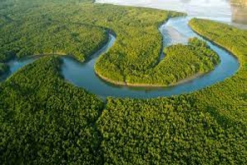 HỆ SINH THÁI BIỂN - BLUE CARBON