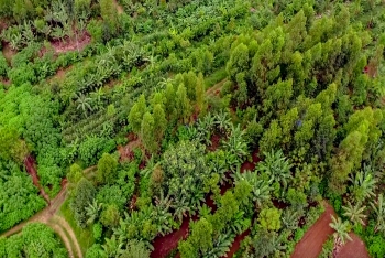 VAI TRÒ CỦA VƯỜN RỪNG TRONG VIỆC THU GIỮ CARBON  VÀ THÍCH ỨNG VỚI BIẾN ĐỔI KHÍ HẬU