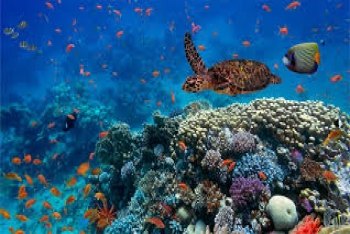 BLUE ECONOMY: KINH TẾ XANH GẮN VỚI PHÁT TRIỂN BỀN VỮNG HỆ SINH THÁI BIỂN